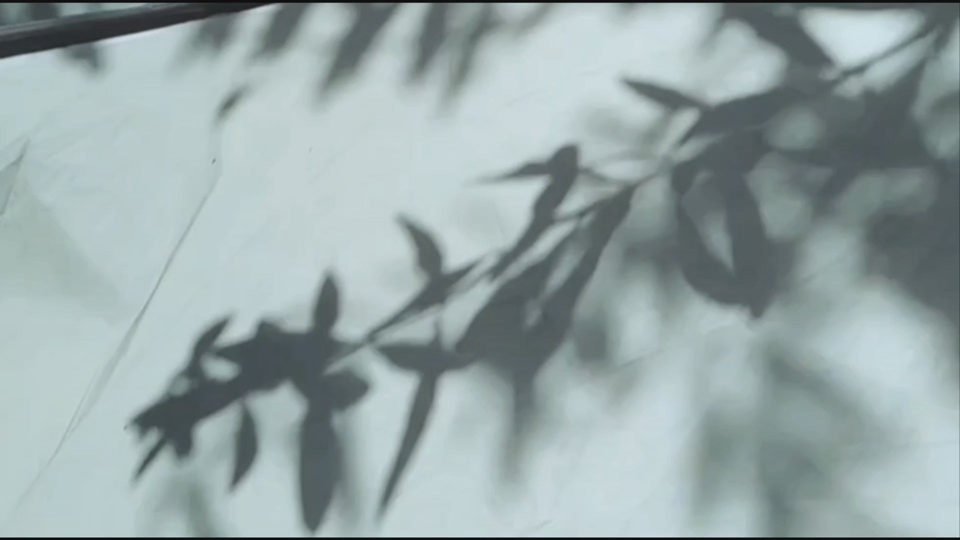 Video laden: Blätter, Wind und Schatten
