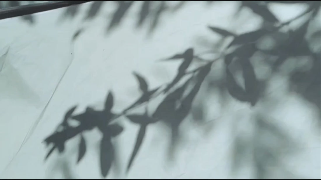 Blätter, Wind und Schatten